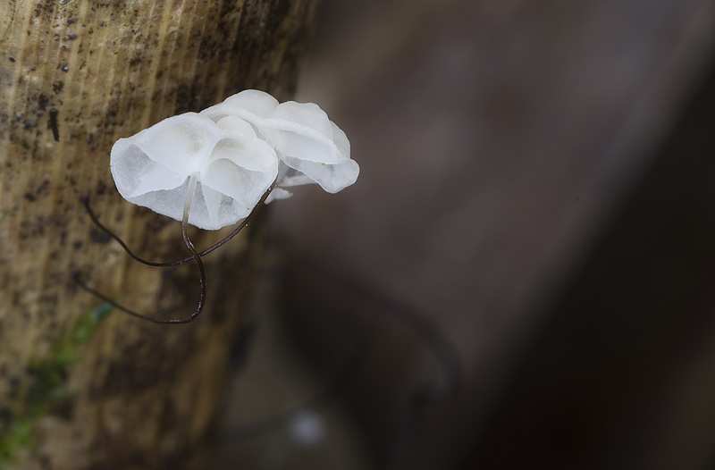 Marasmius limosus